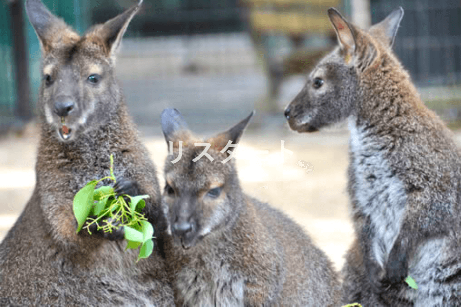 五月山動物園