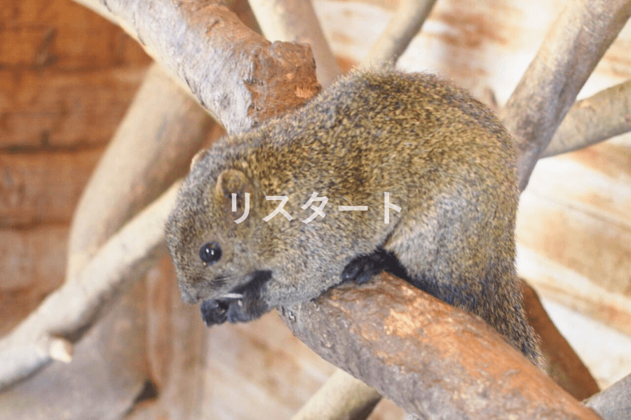 市民ふれあいの里 リス園