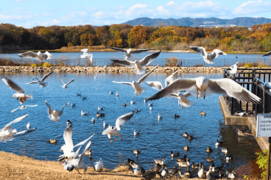 昆陽池公園